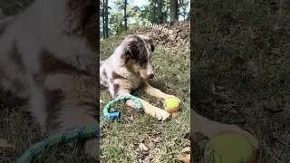 Thumbnail: #puppy #farmlife #farmanimals
