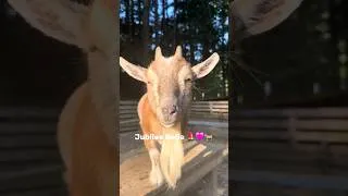 Thumbnail: Meet the sassy queen JuJu! 💄🩷#farmlife  #farmanimals #shorts