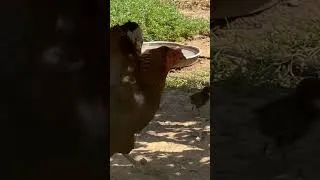 Thumbnail: Wait Until You See What This Chick Does… 😳🐥 #nature #chicken #chirping #shorts