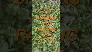 Thumbnail: FALL GREENS ARE RACING THE CLOCK #fallgarden #fallgardening #hardygreens