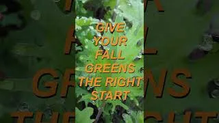 Thumbnail: GIVE YOUR FALL GREENS THE RIGHT START #fallgarden #fallgardening #hardygreens