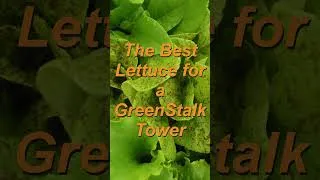 Thumbnail: The Best Lettuce for a GreenStalk Tower #GreenStalk #GreenStalkGardenTower #VerticalGardening