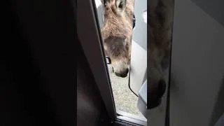 Thumbnail: Donkey tries to get into our motorhome 🫏