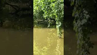 Thumbnail: Do all snakes swim on top of the water? Tenn-Tom Water Snake