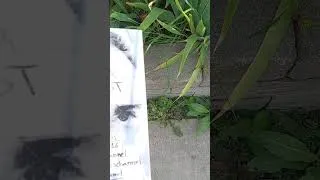 Thumbnail: The Malaka Podcast - Big Brown Grasshopper