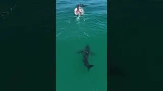 Thumbnail: Great whites are naturally curious creatures. Watch the full video on my channel.