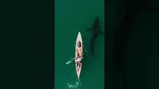 Thumbnail: For comparison, check out the kayak atop an SUV. How big are these sharks?