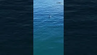 Thumbnail: I see these weekly. It is incredible!