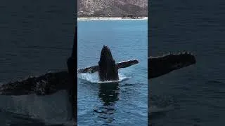 Thumbnail: Humpbacks breaching in reverse.