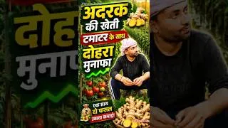 Thumbnail: टमाटर और अदरक को मिश्रित खेती | Tomato Farming | Ginger Farming | Praveen Thakur