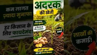 Thumbnail: अदरक की खेती | Adrak Ki Kheti 2 month update | Ginger Farming | Praveen Thakur