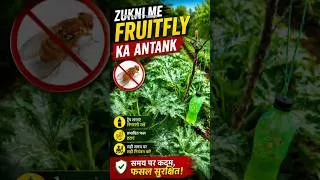 Thumbnail: क्या आपकी  Zucchini की फसल में Fruit fly का प्रकोप बढ़ रहा है | Praveen Thakur