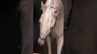 Thumbnail: This art piece is SURREAL 😳 #art #luxury #horse