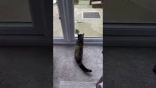 Thumbnail: Angry cat wants a fight #cats #shorts #angrycat