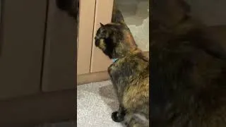 Thumbnail: Cat is spaced out after trip to vets #shorts #cat
