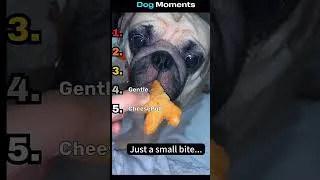 Thumbnail: Best dog moments #blowup #likes
