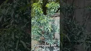 Thumbnail: The Unique Way I Spray Fruit Trees