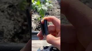 Thumbnail: Stop PILL BUGS and CUTWORMS From Killing Seedlings!
