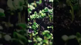 Thumbnail: Affirmations For Growth #shorts | Mindful Movement