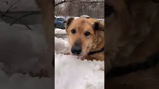 Thumbnail: Left Behind in the Freezing Snow, This Dog Finally Found the Love He Always Deserved ❤️