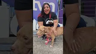 Thumbnail: Abandoned in the Sun, Starving and Chained for Years… Her Rescue Will Break Your Heart!!