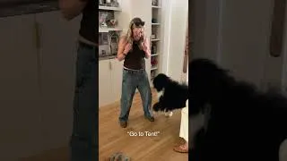 Thumbnail: when the dog calls an emergency team meeting