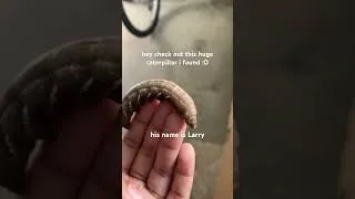 Thumbnail: look at this cool caterpillar ! | #bugs #caterpillar