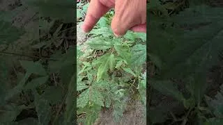 Thumbnail: How to Identify POISON IVY!!!!!
