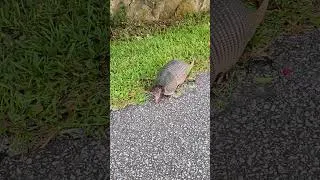 Thumbnail: Do Armadillos bite?