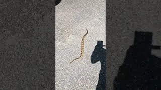 Thumbnail: Does a Rattle Snake need it's Head or tail?