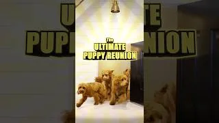 Thumbnail: PUPPY REUNION!!!