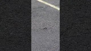 Thumbnail: Bumblebee Tries To Help His Injured Friend...Then Chases Me Off!