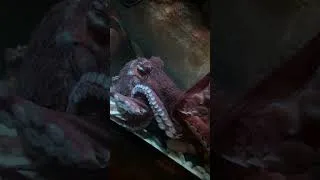Thumbnail: We saw the world’s largest octopus