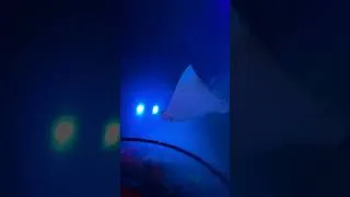 Thumbnail: We went to legoland sea life and this how it went