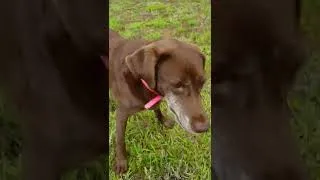 Thumbnail: Labrador Retrievers retrieving toys in yard  #brownlabrador