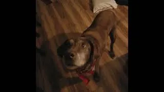 Thumbnail: Snack for my brown Labrador Retriever