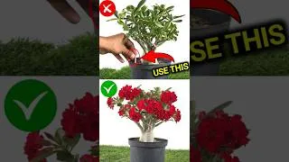 Thumbnail: Adenium Plant care & Fertilizer #shorts adenium