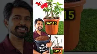 Thumbnail: Cocopeat for Plants #shorts #cocopeat