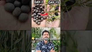 Thumbnail: How to Grow Lotus From Seeds #lotus #shorts