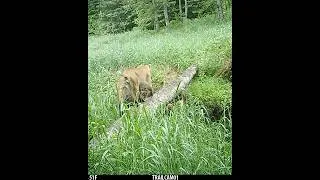 Thumbnail: Bobcat uses Log Bridge to Cross a Creek!