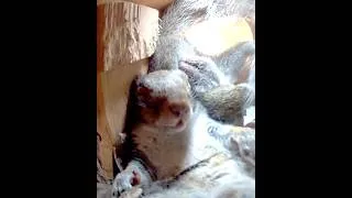 Thumbnail: Otie the Squirrel enjoying an afternoon nap in the Nest Box!