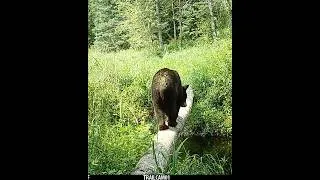 Thumbnail: Black Bear uses Log Bridge to Cross a Creek!