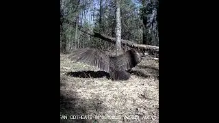 Thumbnail: Why Is This Turkey Vulture Standing Like This? 🤔🦃