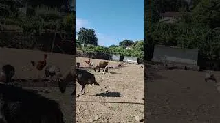 Thumbnail: Relaxing Farm Animals #farmanimals #countryside