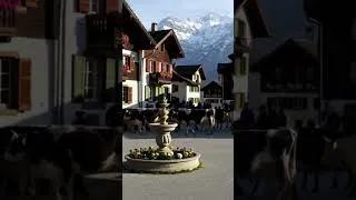Thumbnail: Cows walking on a street in a beautiful village in Switzerland #shorts