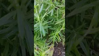 Thumbnail: Snake chilling in the rosemary bush