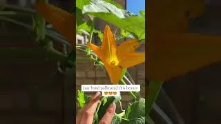 Thumbnail: Hand pollinated my #pumpkin this morning. She’s gorgeous 😍 #gardening #patiogarden #gardeningseason