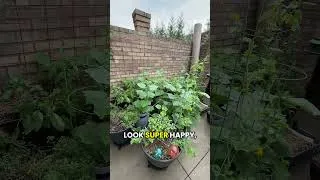 Thumbnail: We needed this so badly. 🌧️ The #garden will be happier for it! 🪴 #patiogarden