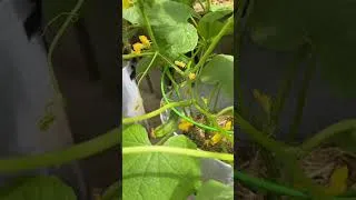 Thumbnail: #summergarden we have baby 🎃 🥒 and🌽 #garden #patiogarden #containergardening