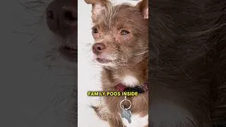 Thumbnail: Shaming dad into pooing outside 💩🐶
